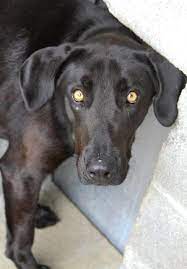 Adopt Casper On Petfinder Humane Society Dog Adoption Pet Adoption