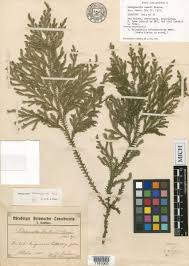 Image result for Selago albomarginata