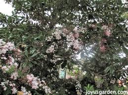 Star jasmine or confederate jasmine looks similar but is not a true jasmine. How To Care For The Sweet Pink Jasmine Everybody Loves