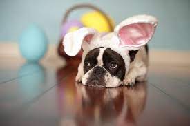 Check spelling or type a new query. Easter Puppy Cute Dogs Cute Animals French Bulldog