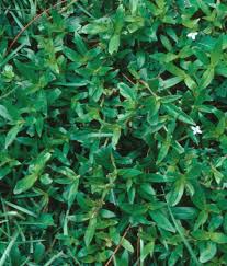 Water in dry conditions only. Virginia Buttonweed Home Garden Information Center