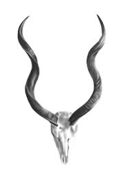 Charcoal Drawing Of Kudu Horns Anthracite Limited Edition Prints Charcoal Drawing Drawings Horns