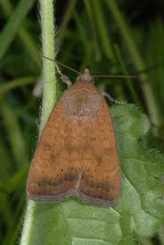 Image result for Noctua interjecta