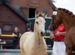 There are even miniature appaloosas. Pony Buckskin Kaufen Und Verkaufen Ehorses De