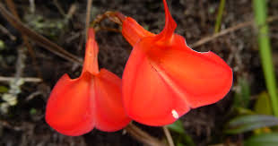 Image result for Vandellia subracemosa