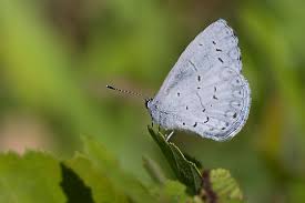Image result for Celastrina argiolus
