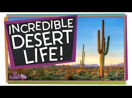 Dodging or managing heat, and storing water. Amazing Ways To Live In The Desert Safe Videos For Kids