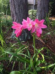 How To Grow And Care For The Crinum Lily