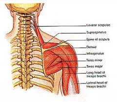 It helps align the neck and head and reduces the feeling of heaviness in the shoulders. Posterior Shoulder Muscles Shoulder Anatomy Shoulder Muscle Anatomy Shoulder Muscles