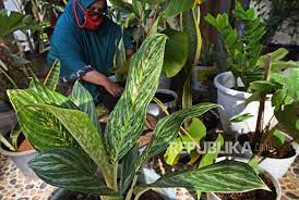 Apalagi saat ini banyak toko online yang menyediakan banyak pilihan hiasan bunga dan pohon plastik seperti informa online. Penjualan Tanaman Hias Raup Omzet Jutaan Per Hari Republika Online