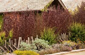 Image result for Dodonaea viscosa