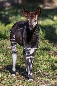 This Sub Has Been Showcasing A Variety Of Animals Today How About This Big Eared Goof A Baby Okapi Https Ift Tt 2pjw7sv Animals Wild Cute Animals Animals