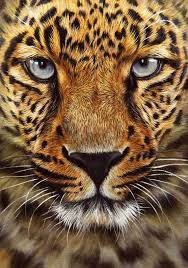 Pin By Cheri Harrison On What S Beautiful Leopard Painting Leopard Art Animal Paintings