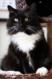 Black And White Tuxedo Cats For Sale 5 Ways How To Banish Cat Pee Stink Cityscape Bliss Naughty Felines Black And White Tuxedo Cat Kitten Whitecat Cat With Blue Eyes White Cats Cat Pics