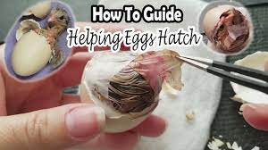 Helping Eggs Hatch How To Save The Chick Youtube