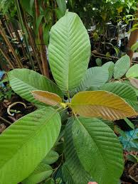 Image result for Dipterocarpaceae