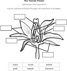 Image Result For Parts Of A Flower Worksheet Parts Of A Flower Parts Of A Plant Diagram Of A Flower