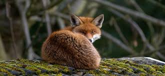 The Hunting Ban: A Great British Failure