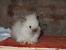 Long Haired Rabbit Breeds