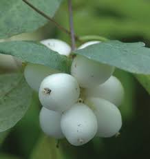 See and discover other items: Common Snowberry Knowledgebase Johnson S Nursery