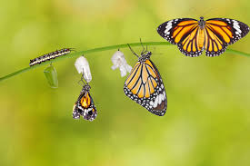 Check spelling or type a new query. How Does A Caterpillar Become A Butterfly Simplemost