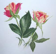Full report includes available information on owner's full name , current address, current location, family members, address history, phone type and phone carrier. Painters Diary By Billy Showell December 2012 Flower Art Watercolor Art Lessons Botanical Art