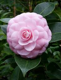 Pin On Fashion And Style In Pinks Pale Pink Pinky Pinks Two