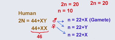 Each chromosome contains many genes. Chap 6