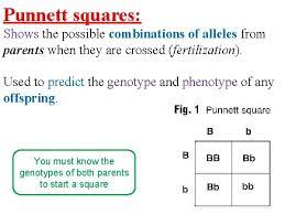 Punnett squares are used to figure out the possible gene combinations from a genetic cross. Genetics And Diversity Punnett Squares 1 Outcome Questions