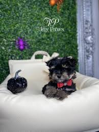 It is known for its sweet appearance, with soft, long and flowing coat colored in white, brown, apricot, black and tan. Milo Tiny Morkie Puppy Tiny Paws