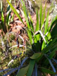 Image result for Tetraria