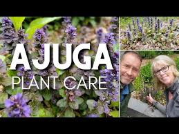 Image result for Ajuga