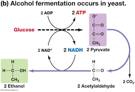 Biology Pictures Alcohol Fermentation Fermentation Biology Biochemistry Fermentation