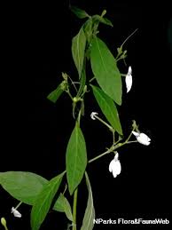 Image result for Rhinacanthus zambesiacus