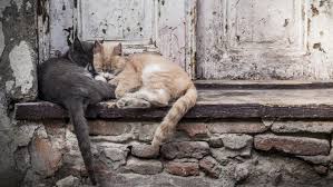 Animal control dates back to the medieval villages of europe. 11 Facts About Animal Homelessness Dosomething Org