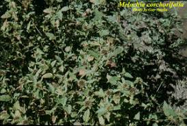 Image result for Melochia corchorifolia