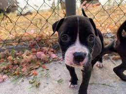 Pit bull terriers are some of the most popular dogs in america, and for good reason. Pitbull Puppy For Sale In Los Angeles Ca 5miles Buy And Sell