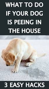 What To Do If Your Dog Is Peeing In The House Your Dog Dog Cages Dog Pee