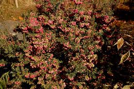 Image result for Pteronia mucronata