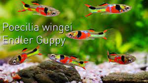 The endler guppy poecilia wingei is a real close relative to the guppy poecilia reticulata, the latter is well known for different names such as the fancy guppy, guppy fish, the common guppy. Poecilia Wingei Der Endler Guppy Nano Fisch Portrait Youtube