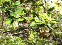 Image result for Pittosporum mildbraedii