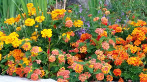 Available in many vibrant colors, cineraria can flower for several weeks if conditions are. 10 Sun Loving Flowers That Take The Heat Longfellow S Garden Center