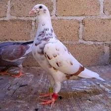 Pigeonsfans Posted To Instagram Pigeon Pigeons Racingpigeons Racingpigeon Pigeonsofinstagram Pigeonracing Pigeon Breeds Pigeon Pictures Racing Pigeons
