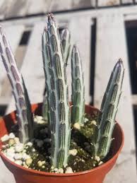 Image result for Senecio sp.no.4
