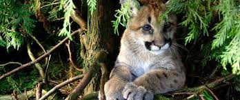 Most of the videos contain fundraisers that focus on each feline, and most of the videos have the image of the animals shown in the video. Correo Romi Vaccaro Outlook Wild Cats Big Cats Sanctuary