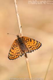 Image result for Melitaea cinxia