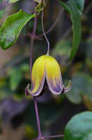 Clematis and tomatoes are two exceptions to the usual rule, and are best planted 6 inches deeper than the soil level in the pot. Clematis Pogonandra Clematis Dream Garden Plants