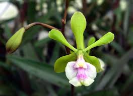 Jenis penggunaan sains dan teknologi terhadap tanaman orkid. Ciri Penanaman Dan Penjagaan Anggrek Berkebun Hidup