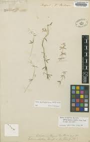 Image result for Galium scioanum