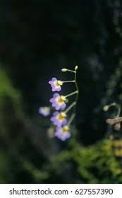 Image result for Utricularia striatula